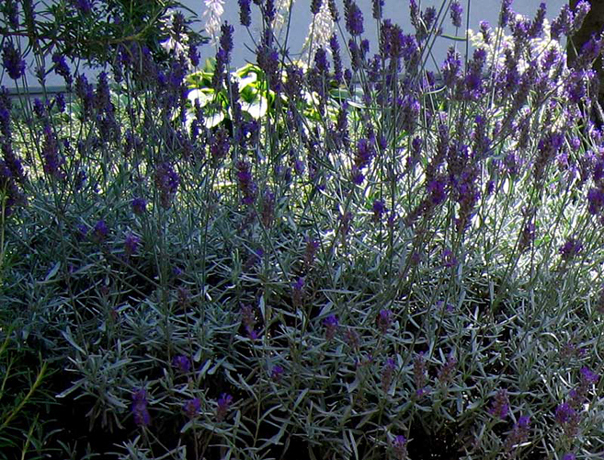 n_n_b_47  Lavendel .jpg